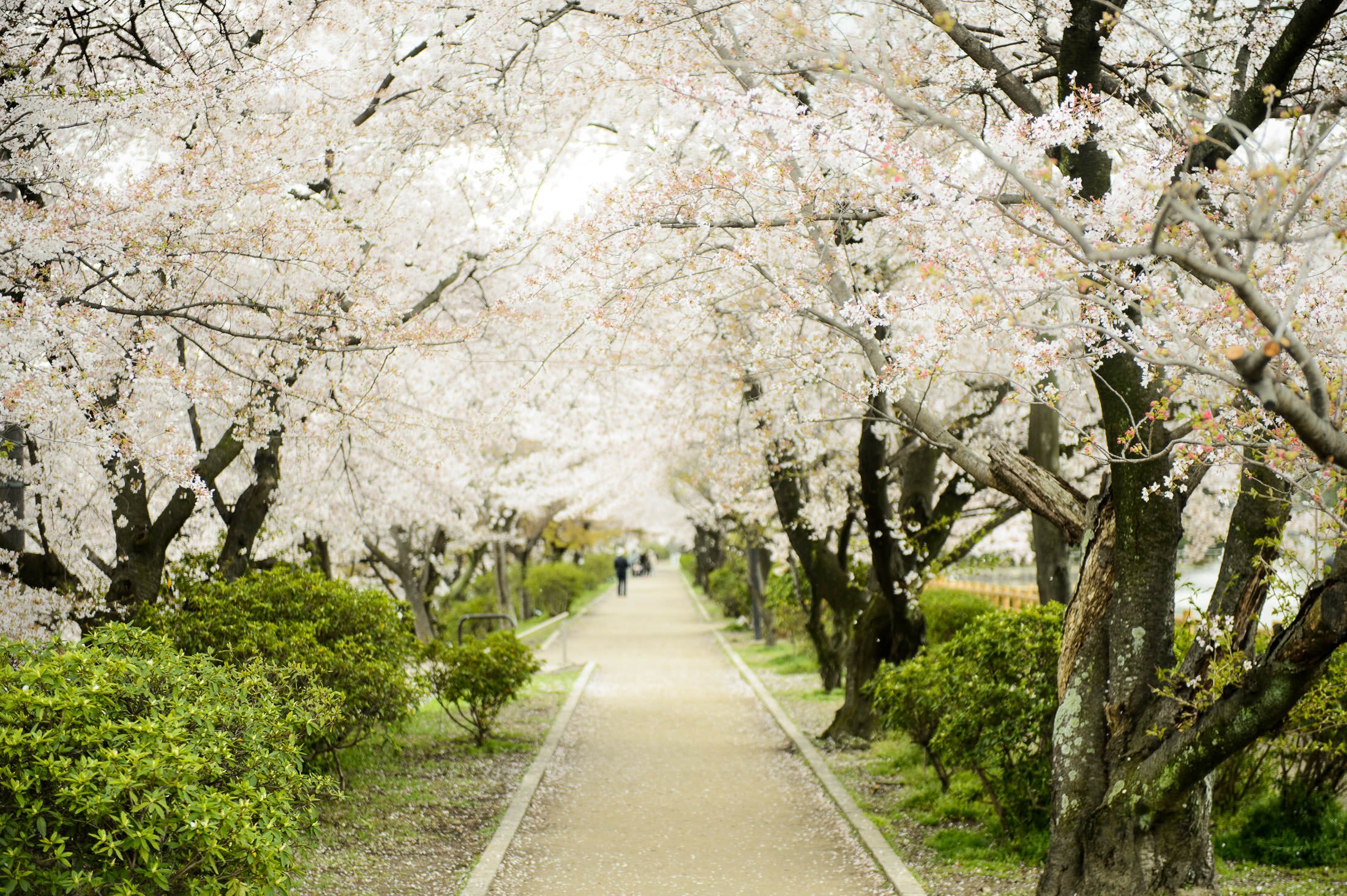 🌳 나가오카 공원(나가오카 코엔) 이미지 7